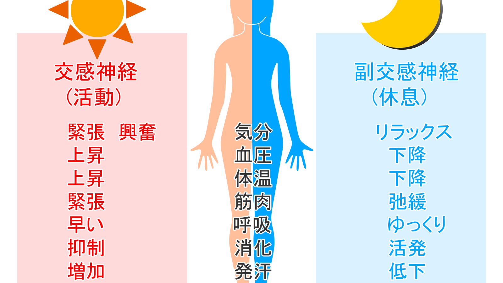 自律神経