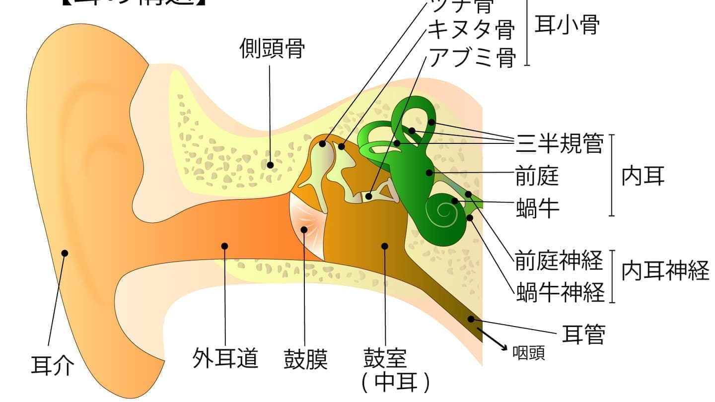 内耳イラスト