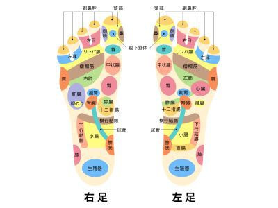 足の反射区